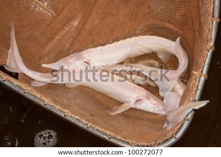 a few ornamental albino sturgeon fish in hand net