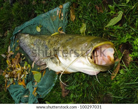 big fish european wels lying on the grass with mouth widely opened