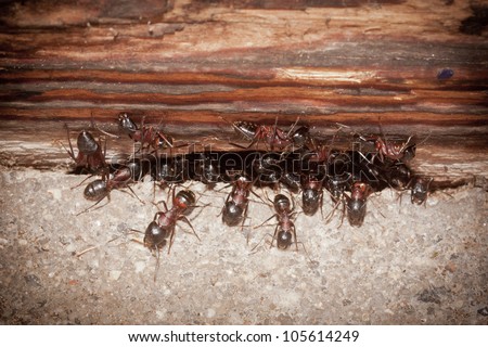 ants leaving their colony under wooden door step during swarming