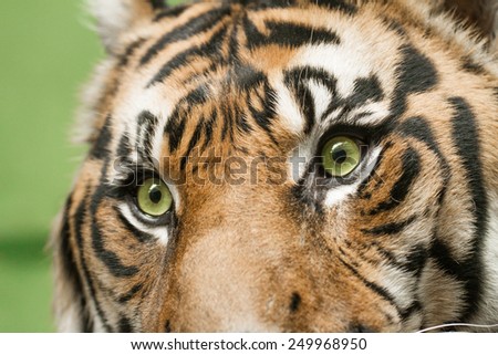 big adult tiger in captivity - close-up look into his eyes