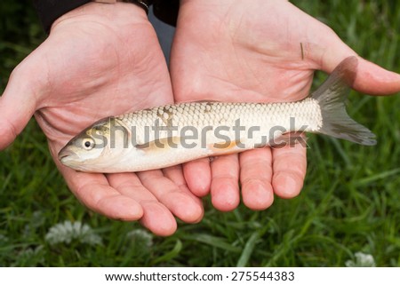 fish in hand - young specimen of grass carp