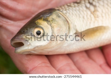fish in hand - young specimen of grass carp detail of head