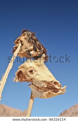 two dried heads of dead sheep on wooden sticks