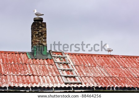 two sea gulls on the red roof with bricked chimney