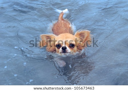 portrait of a cute purebred   chihuahua swimming in the sea