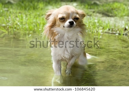 portrait of a cute purebred  chihuahua in the water