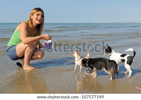 portrait of a cute purebred  chihuahuas and young woman on the beach