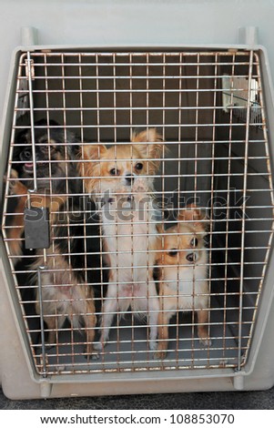 three purebred chihuahuas closed inside pet carrier