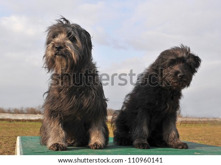 portrait of a dog and puppy purebred pyrenean shepherd
