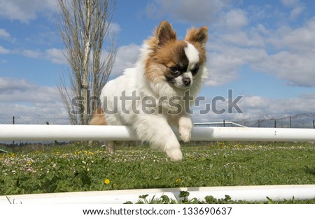 portrait of a cute purebred puppy chihuahua in a training of agility
