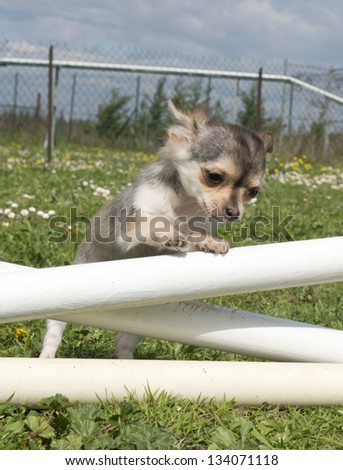 portrait of a cute puppy chihuahua in a training of agility
