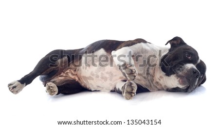 portrait of a staffordshire bull terrier laid down in front of white background