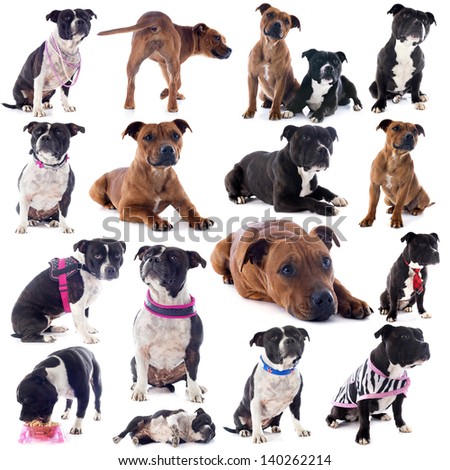 group of a staffordshire bull terrier in front of white background