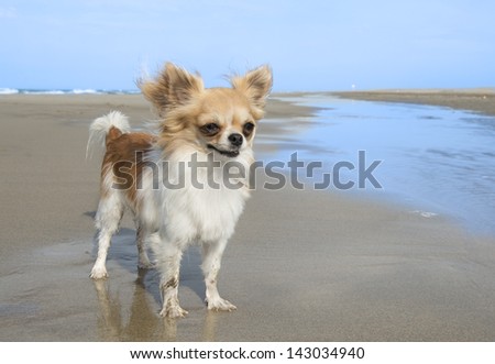 portrait of a cute purebred  chihuahua on the beach