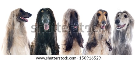 afghan hounds in front of white background