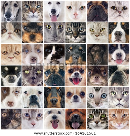 Group Of Purebred Dogs And Cats On A Photography Montage