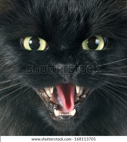 black cat angry in front of white background