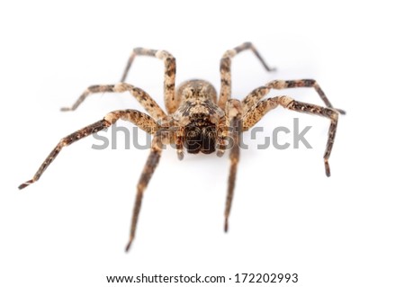 House spiders in front of white background