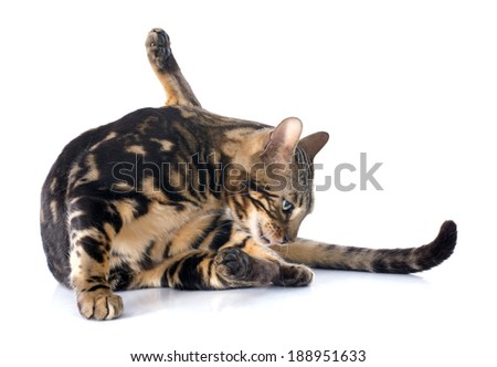 portrait of a purebred  bengal cat on a white background