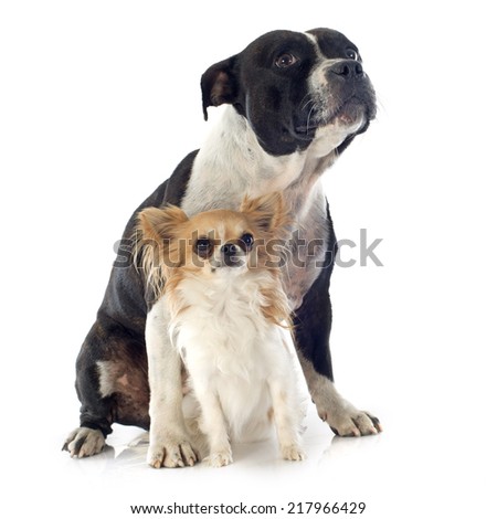 portrait of a staffordshire bull terrier and chihuahua in front of white background