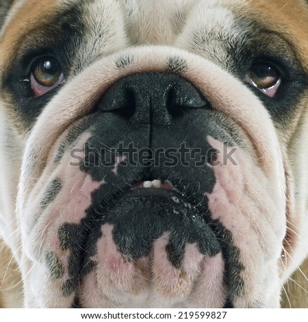 english bulldog in front of white background