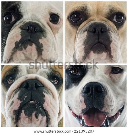 composite picture of the head of four bulldogs