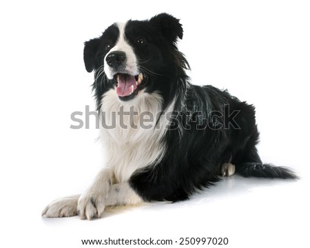portrait of purebred border collie in front of white background portrait of purebred border collie in front of white background