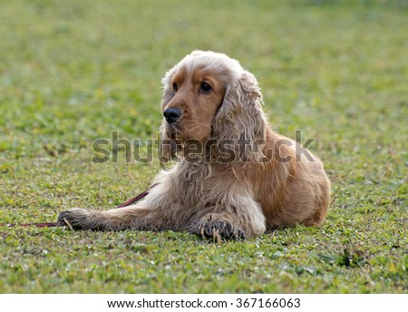 brown cocker spaniel laid down in the nature