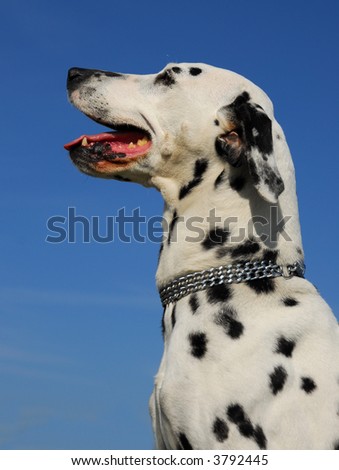 portrait of purebred jack russel dalmatian in a blue sky