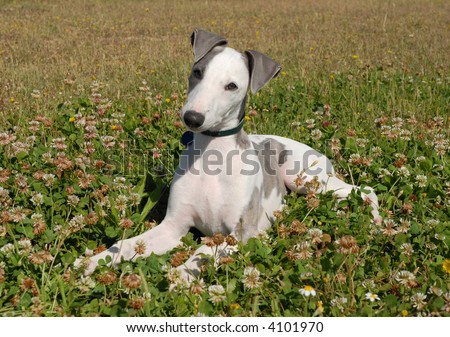 puppy whippet laid down in a field