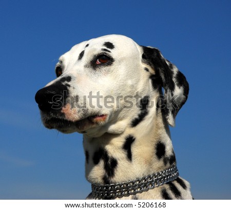 portrait of a beautiful purebred dalmatian in a blue sky