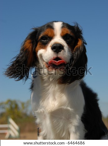portrait of a beautiful cavalier king charles: cute little dog
