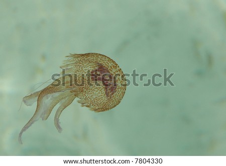 little pink jellyfish in mediterranean sea near the corsica