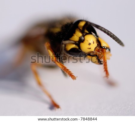 very close up head of a wasp oh a white background