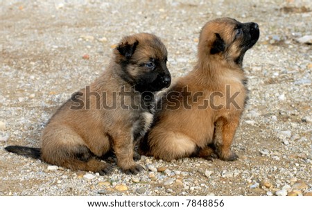 Belgian Shepherd Belgian Shepherd