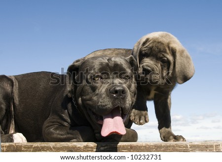 Italian+mastiff+rottweiler+mix