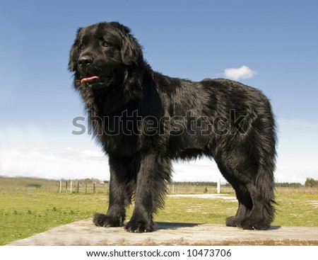 portrait of a beautiful purebred newfoundland dog
