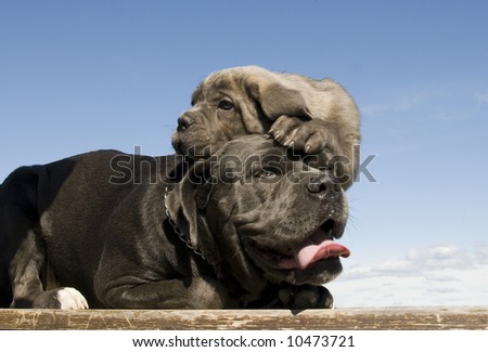 Italian+mastiff+rottweiler+mix