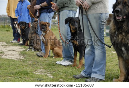 training in a club of canine obedience with purebred dogs