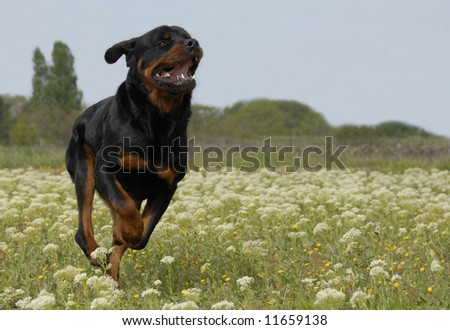 running purebred rottweiler in a field with flowers,