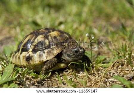 beautiful little turtle herman in green grass