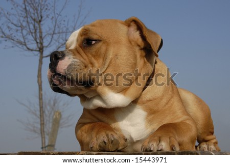 young  purebred old english bulldog laid down on a table