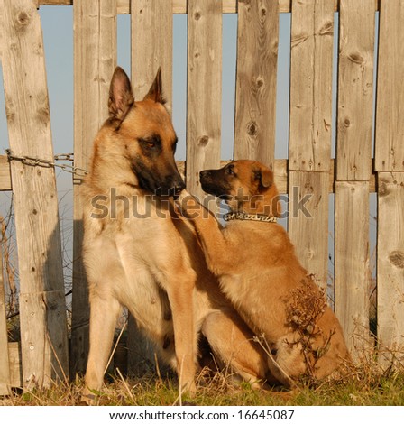female purebred belgian shepherd malinois and her puppy