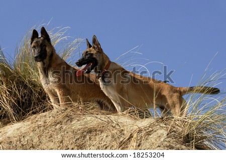 sheppards jewellery au. Beach Shepherds