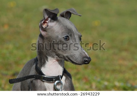 Greyhound Puppies on Portrait Of A Grey Puppy Purebred Italian Greyhound Stock Photo