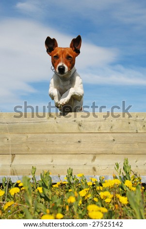 jumping purebred jack russel terrier in a field with yellow flowers