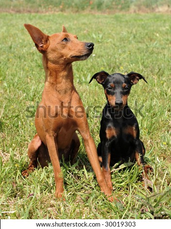 mother dog and puppy purebred miniature pinscher