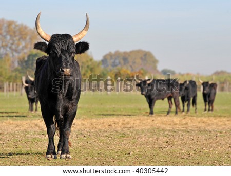 portrait of a purebred Camargue bull in a field