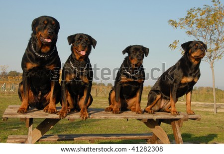 four watching dogs: family of purebred rottweiler