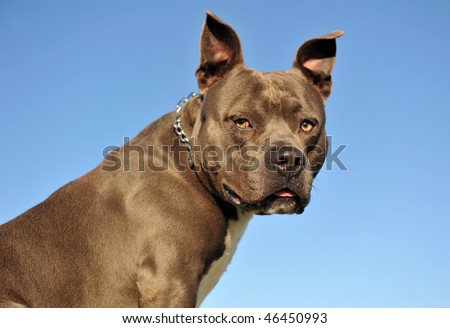 portrait of an American Staffordshire terrier \